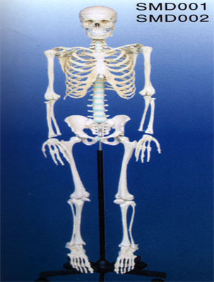 Mô hình hệ xương nữ